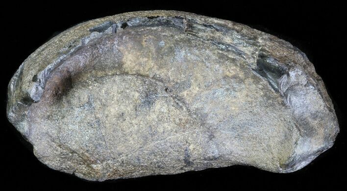 Fossil Whale Ear Bone - Miocene #63538